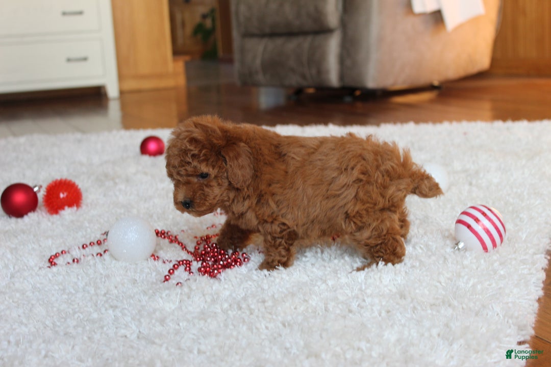 Toy Poodle dogs for sale: Connor - Ad 9