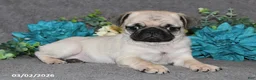 Pug dogs for sale: Marshmellow - Ad 2