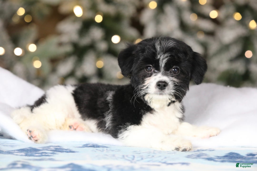 Teddy Bear dogs for sale: Noelle - Ad 37