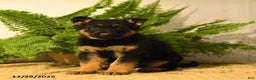 German Shepherd dogs for sale: Vance - Ad 1