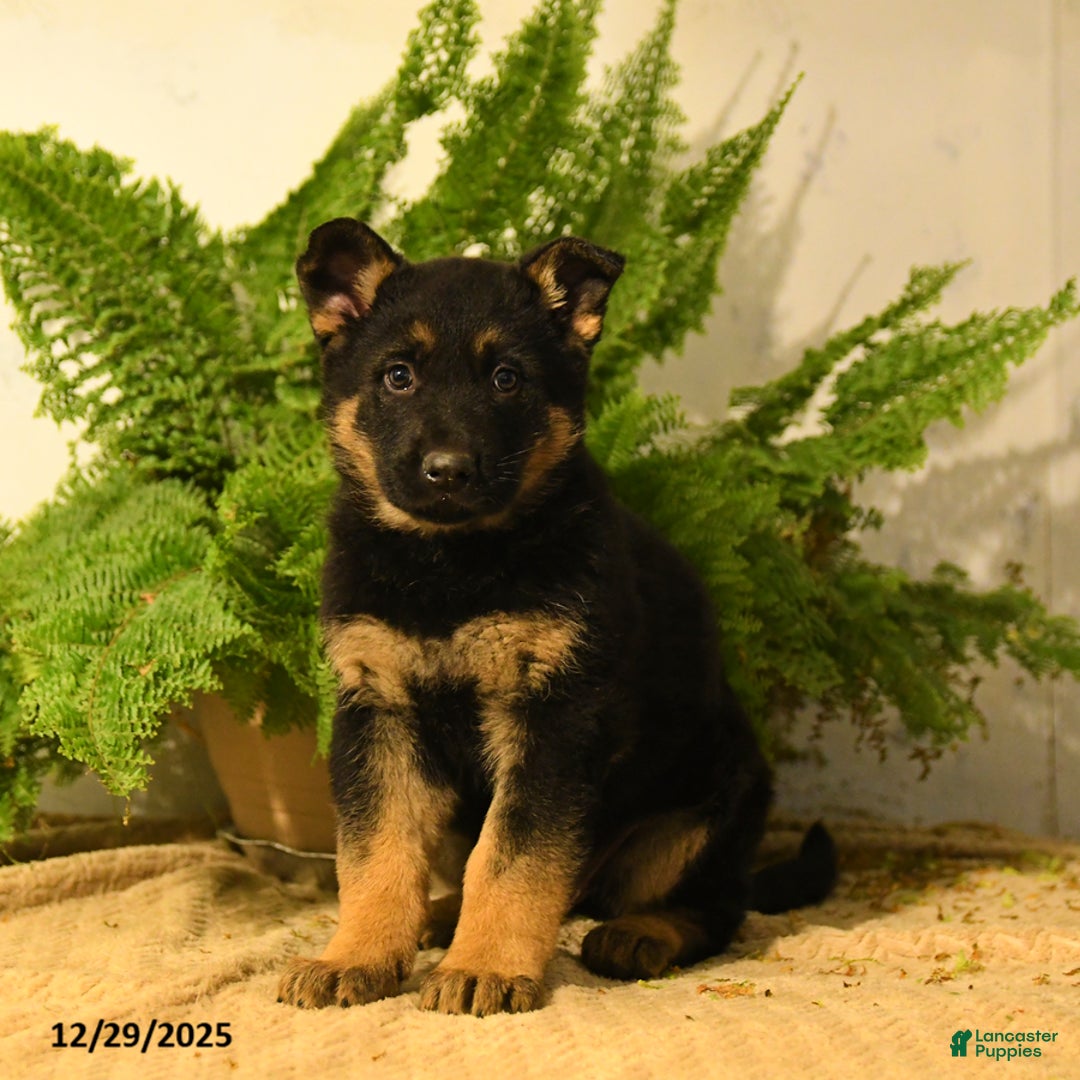 German Shepherd dogs for sale: Vance - Ad 1