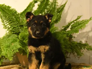 German Shepherd dogs Vance - Ad 12