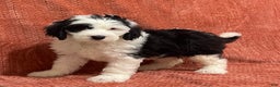 Sheepadoodle dogs for sale: Mercy - Ad 3