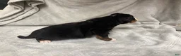 Bernese Mountain Dog dogs for sale: Bolt - Ad 6