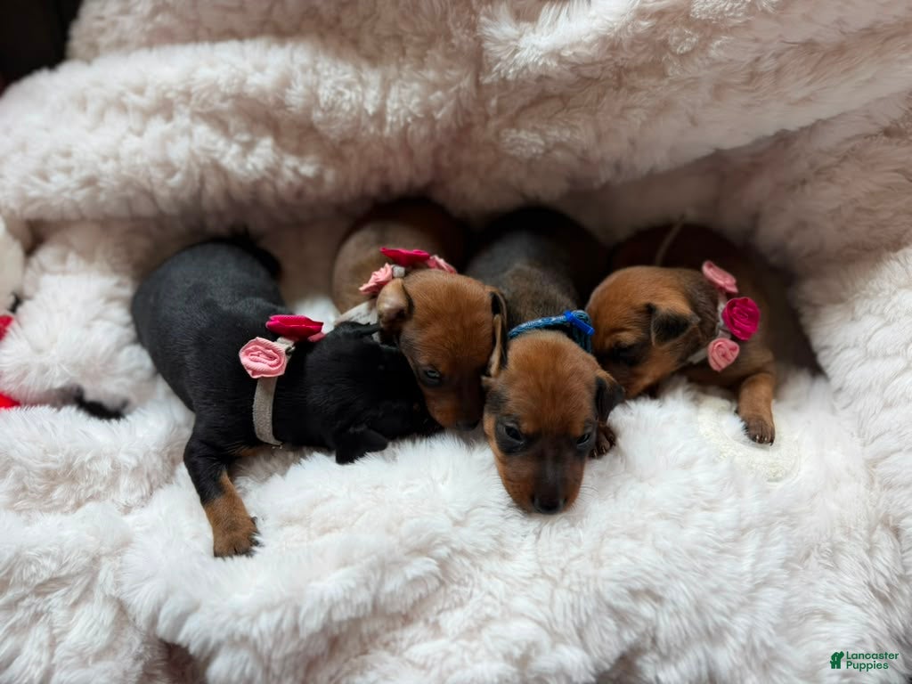 Miniature Pinscher dogs Miniature Pinscher 3 - Ad 26