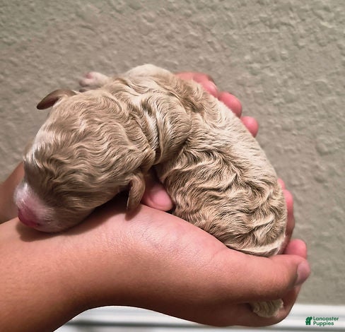 Toy Poodle dogs for sale: Dijon_Male - Ad 2