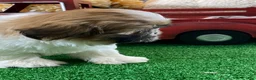 Shih Tzu dogs for sale: Snickers  - Ad 3