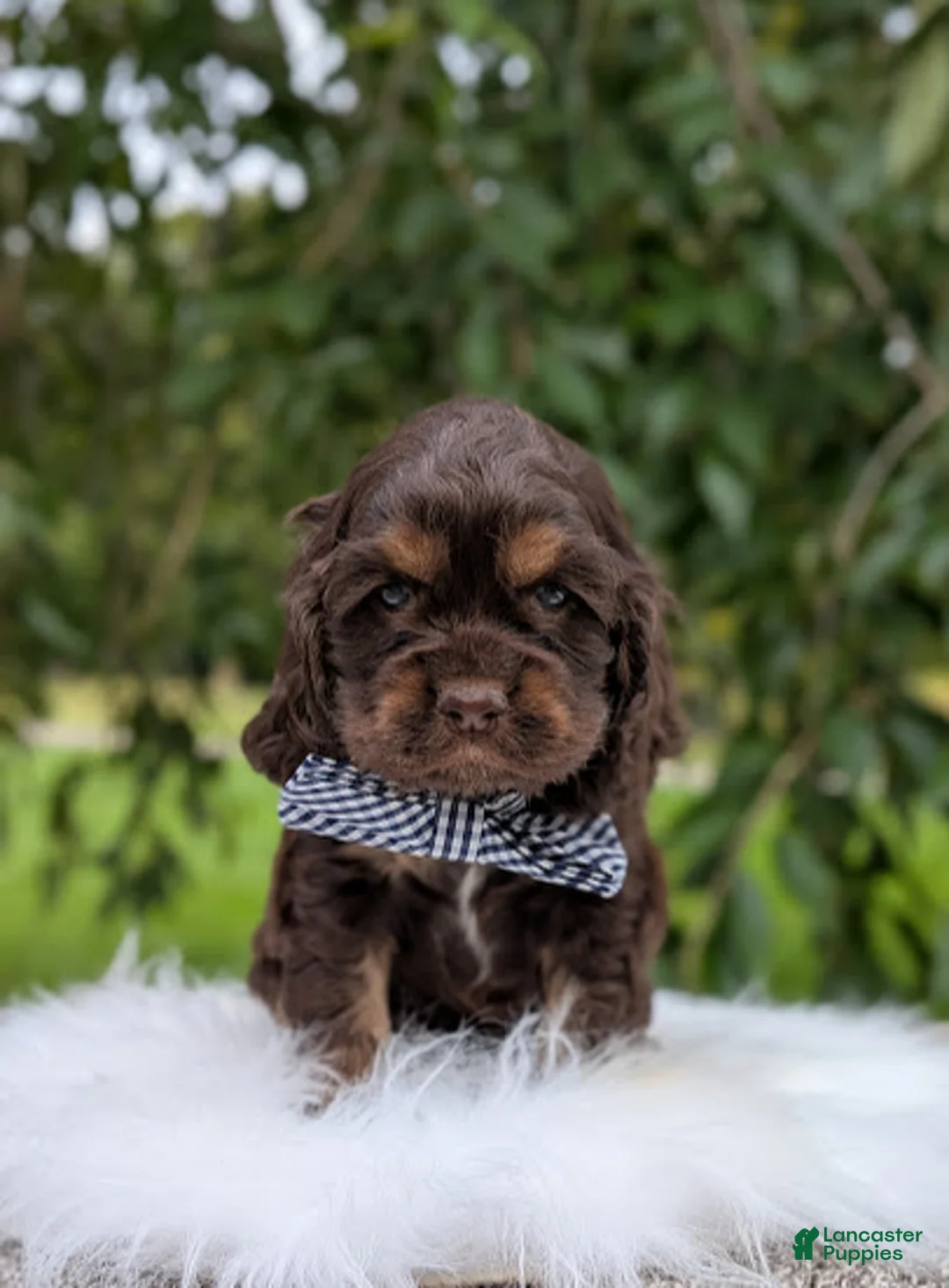 Cocker Spaniel dogs for sale: Duke - Ad 2