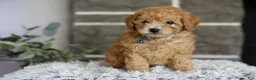 Toy Poodle dogs for sale: Chico - Ad 3