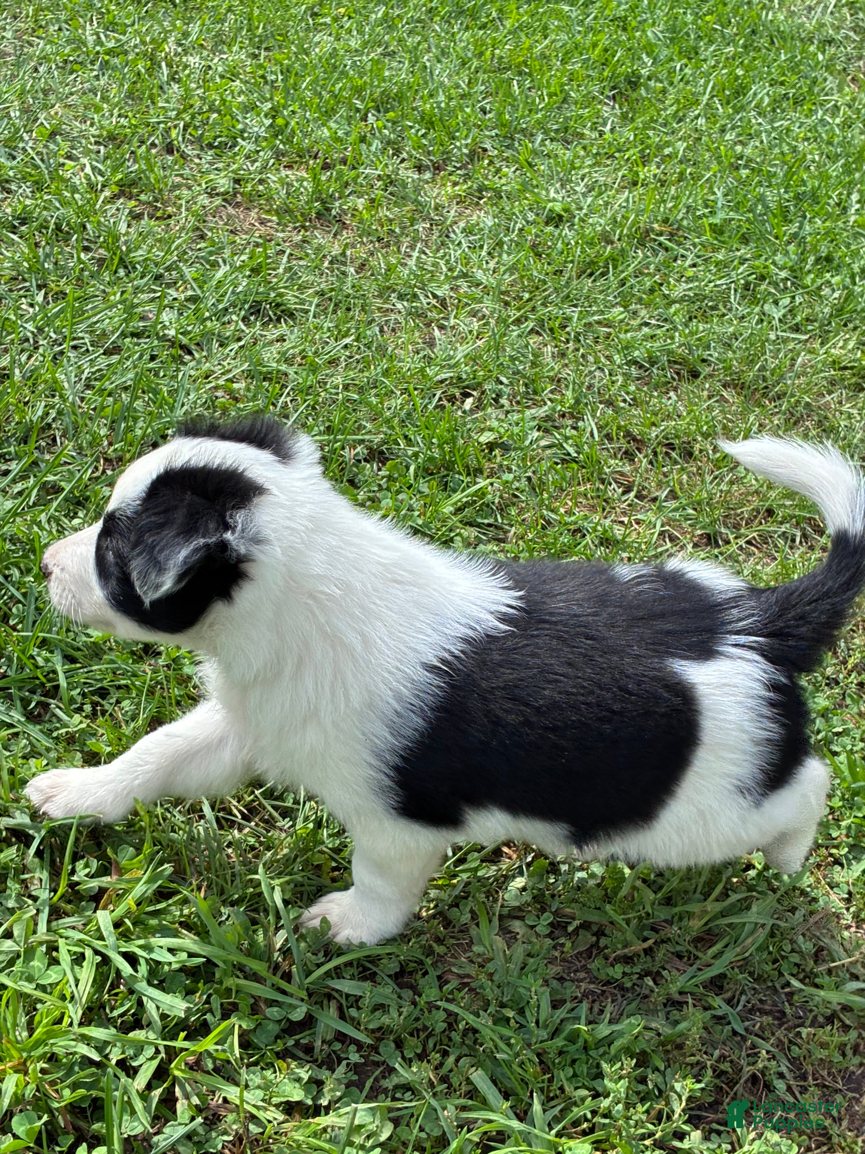 Mixed Breed dogs Squirrel - Ad 2