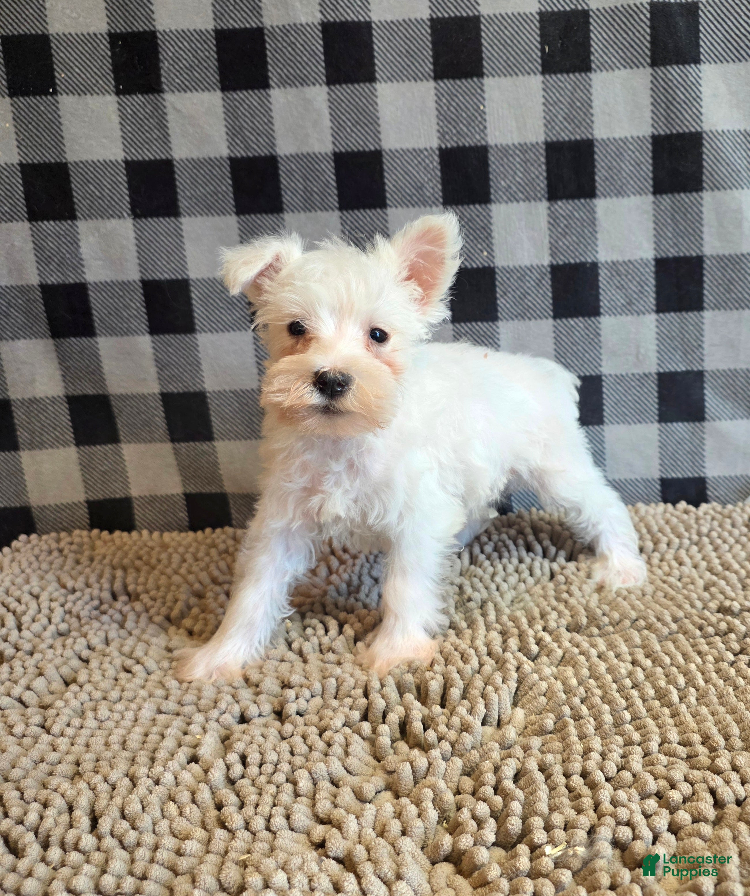 Miniature Schnauzer dogs Seth - Ad 2