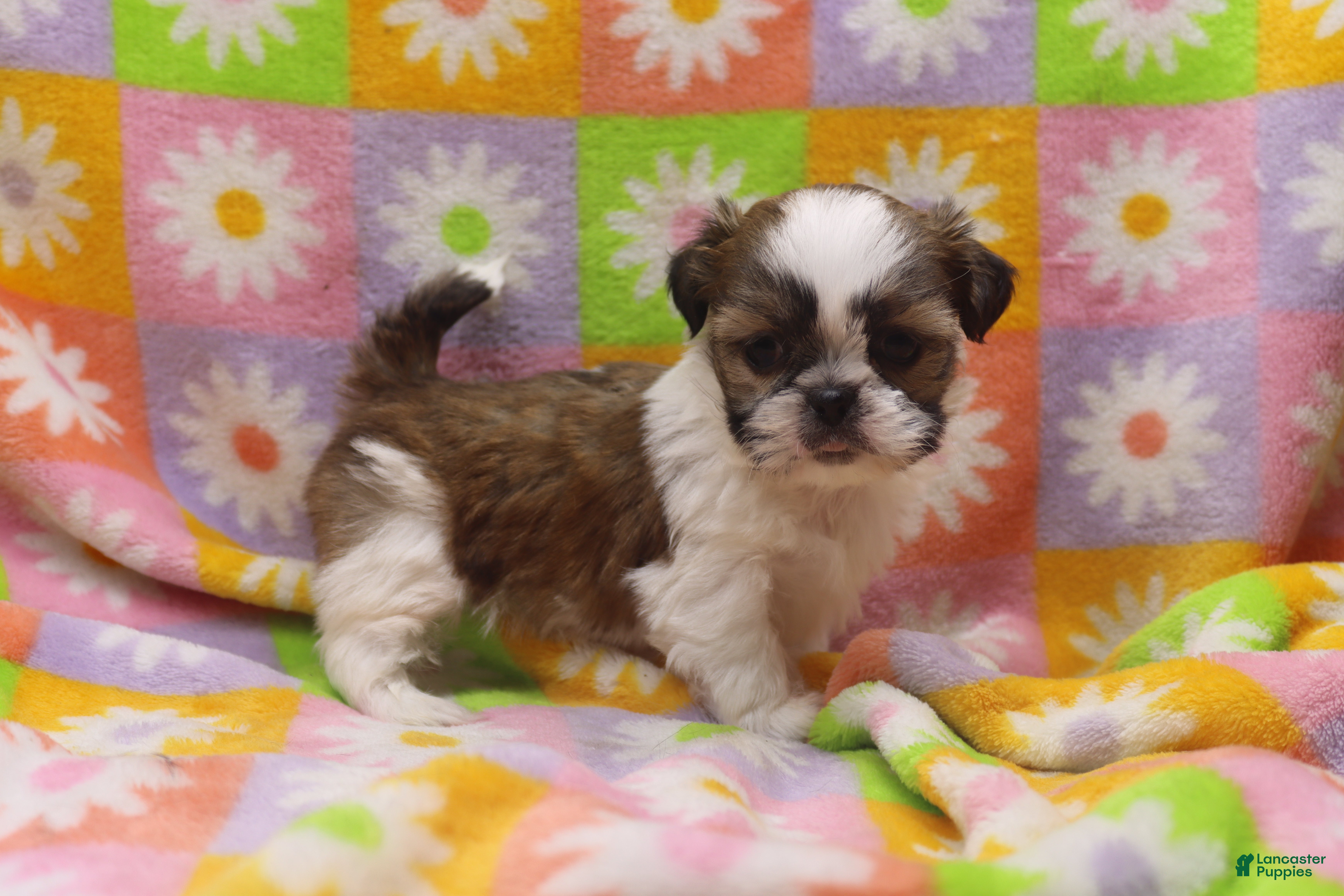Shih Tzu dogs Jessie - Ad 14