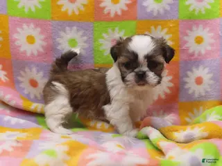 Shih Tzu dogs Jessie - Ad 14