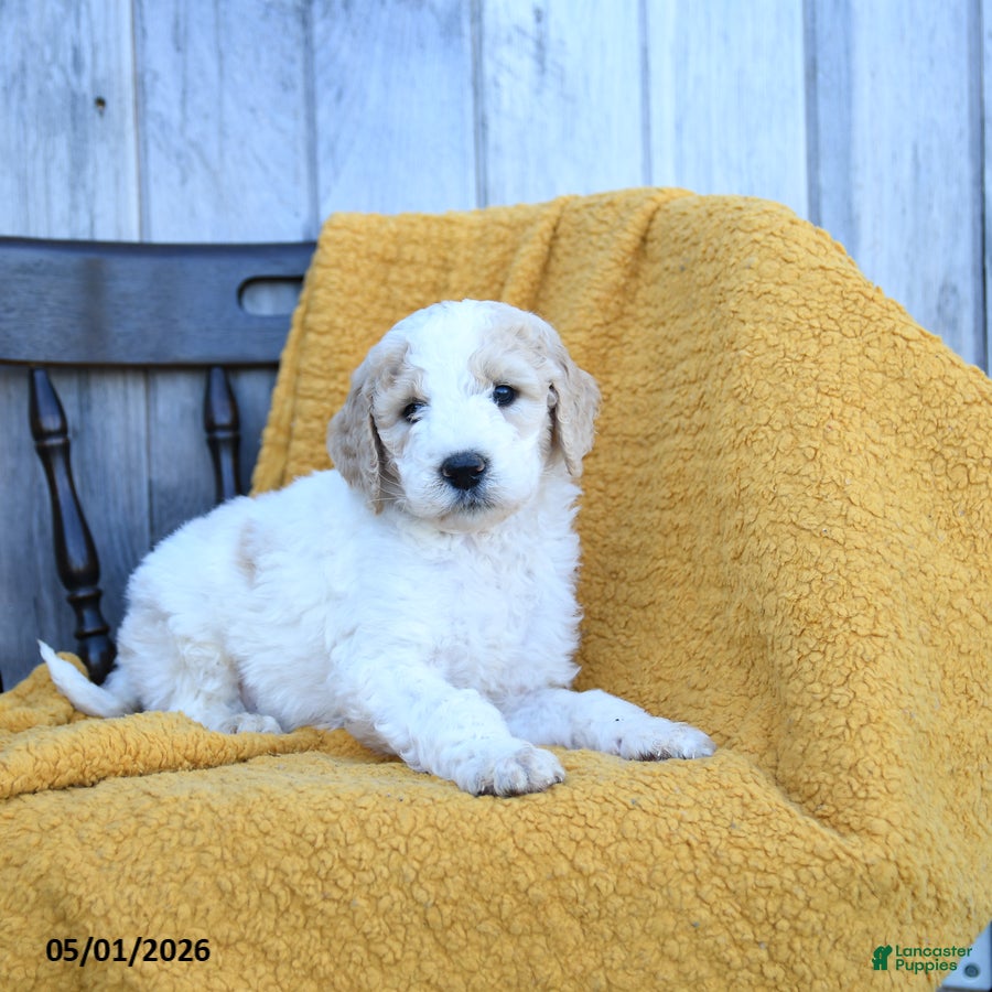 Goldendoodle dogs Cheddar - Ad 2