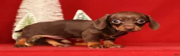 Miniature Dachshund dogs for sale: Rhoda - Ad 2