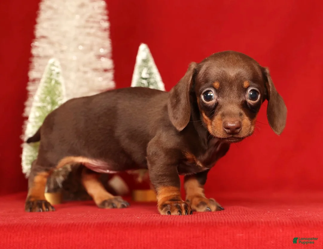 Miniature Dachshund dogs for sale: Rhoda - Ad 2