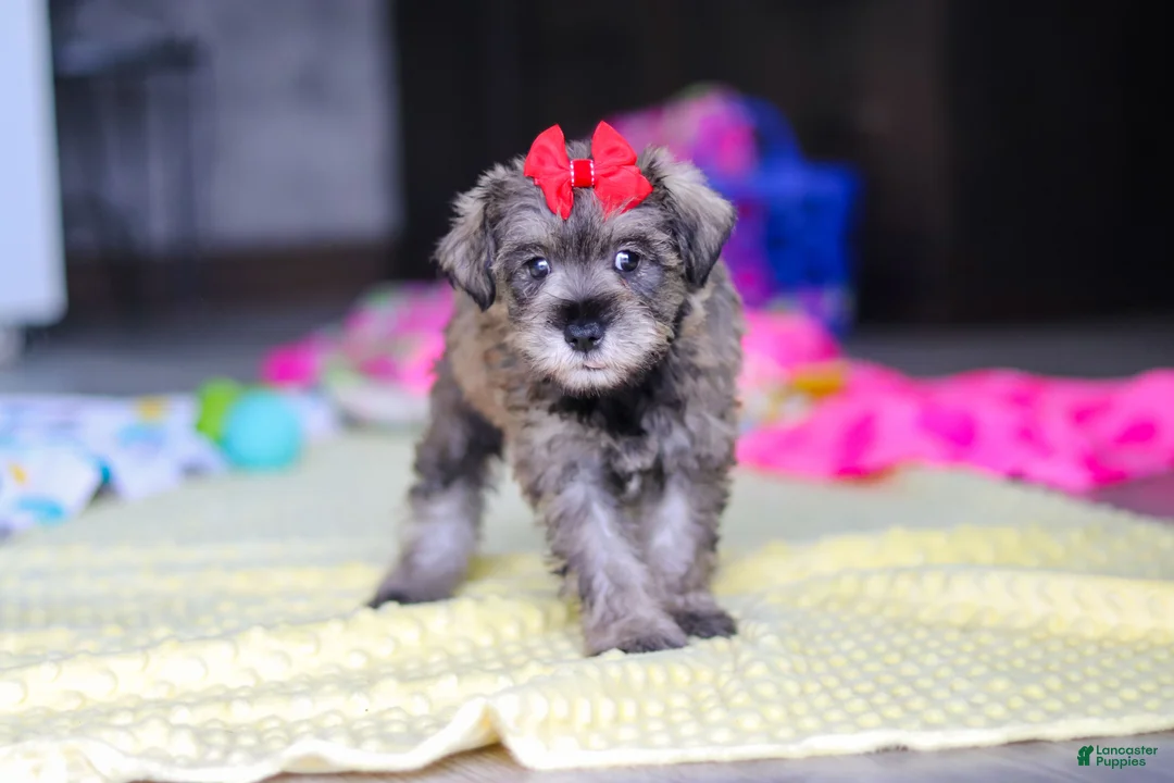 Miniature Schnauzer dogs for sale: Josie - Ad 1