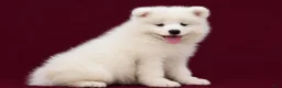 Samoyed dogs for sale: Cloud - Ad 7