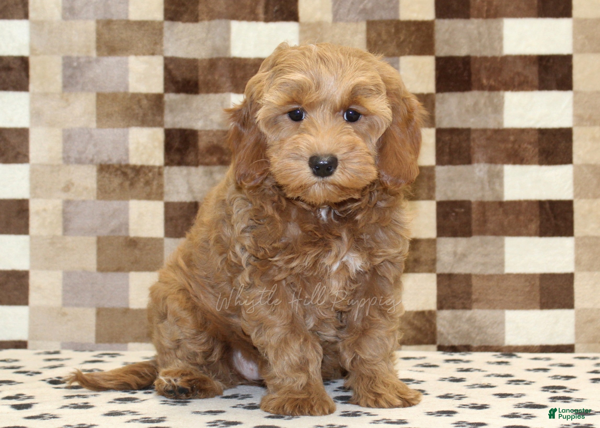 Cavapoo dogs Dusty - Ad 30