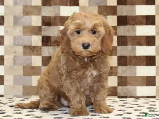 Cavapoo dogs Dusty - Ad 30