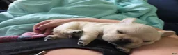 French Bulldog dogs for sale: Rey  - Ad 3