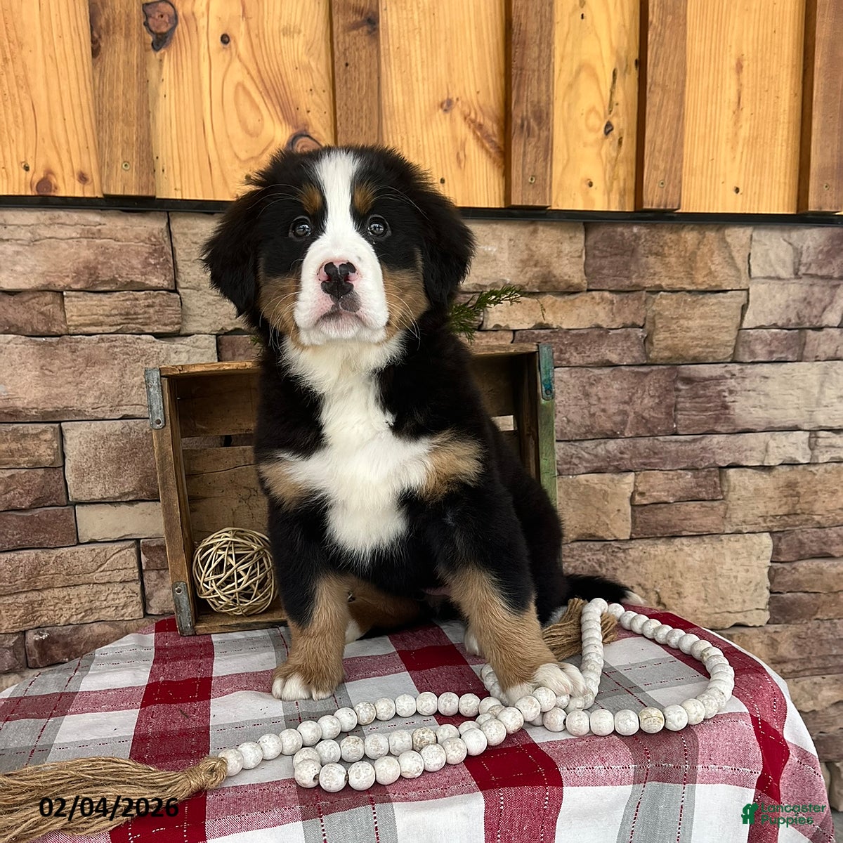 Bernese Mountain Dog dogs Jodie  - Ad 1