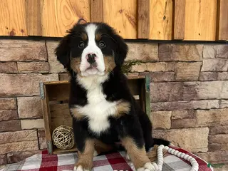 Bernese Mountain Dog dogs Jodie - Ad 1