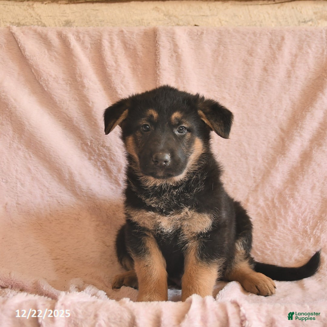 German Shepherd dogs for sale: Banjo  - Ad 2