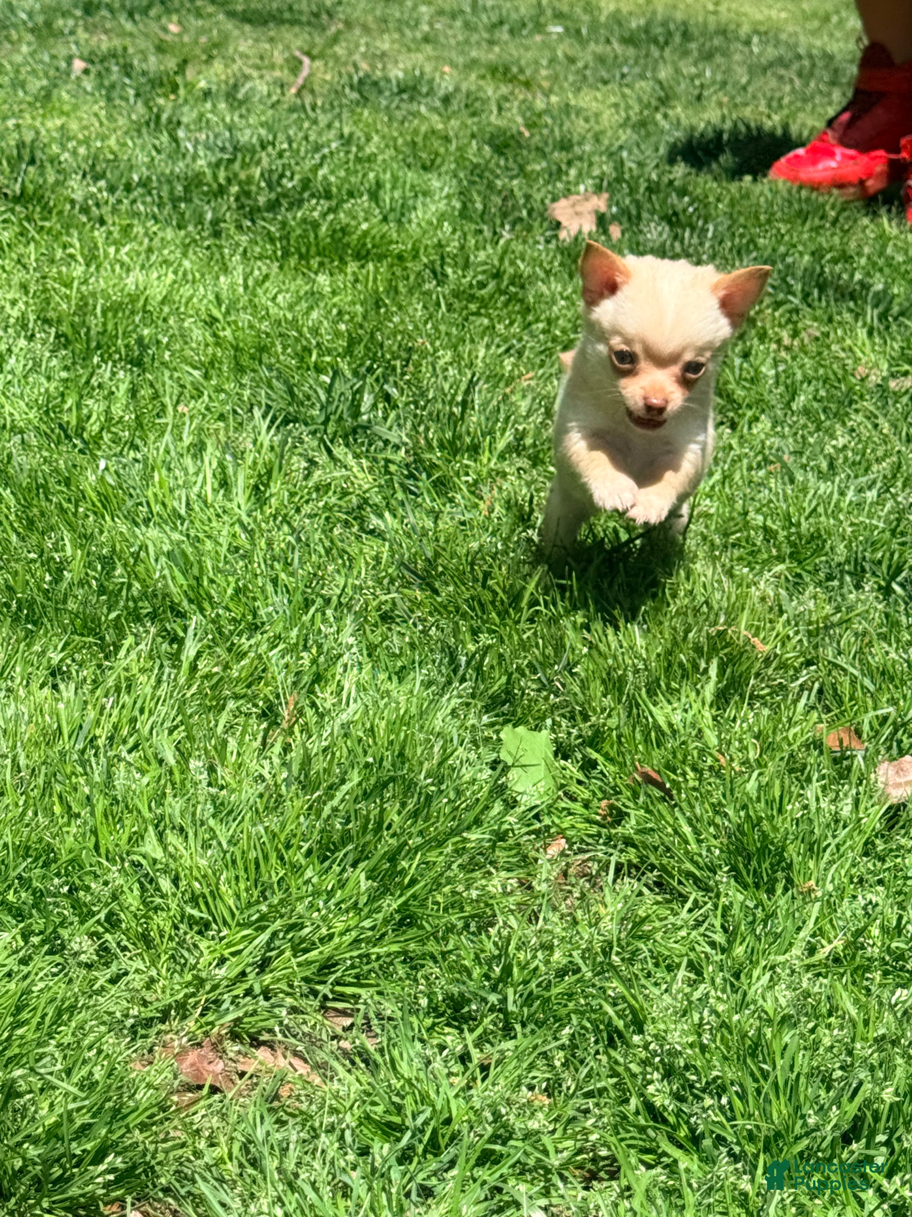 Pomchi dogs McIntosh  - Ad 1