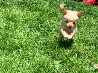 Pomchi dogs McIntosh - Ad 1