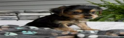 Morkie dogs for sale: Wesley - Ad 3