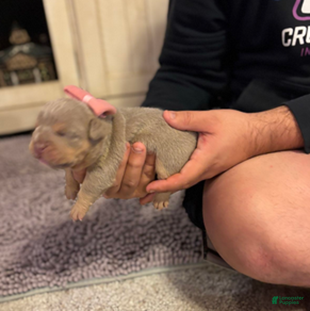 English Bulldog dogs for sale: Lola - Ad 5