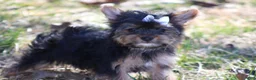 Yorkshire Terrier dogs for sale: Anna - Ad 4