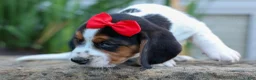 Beagle dogs for sale: Chip🐶 - Ad 8