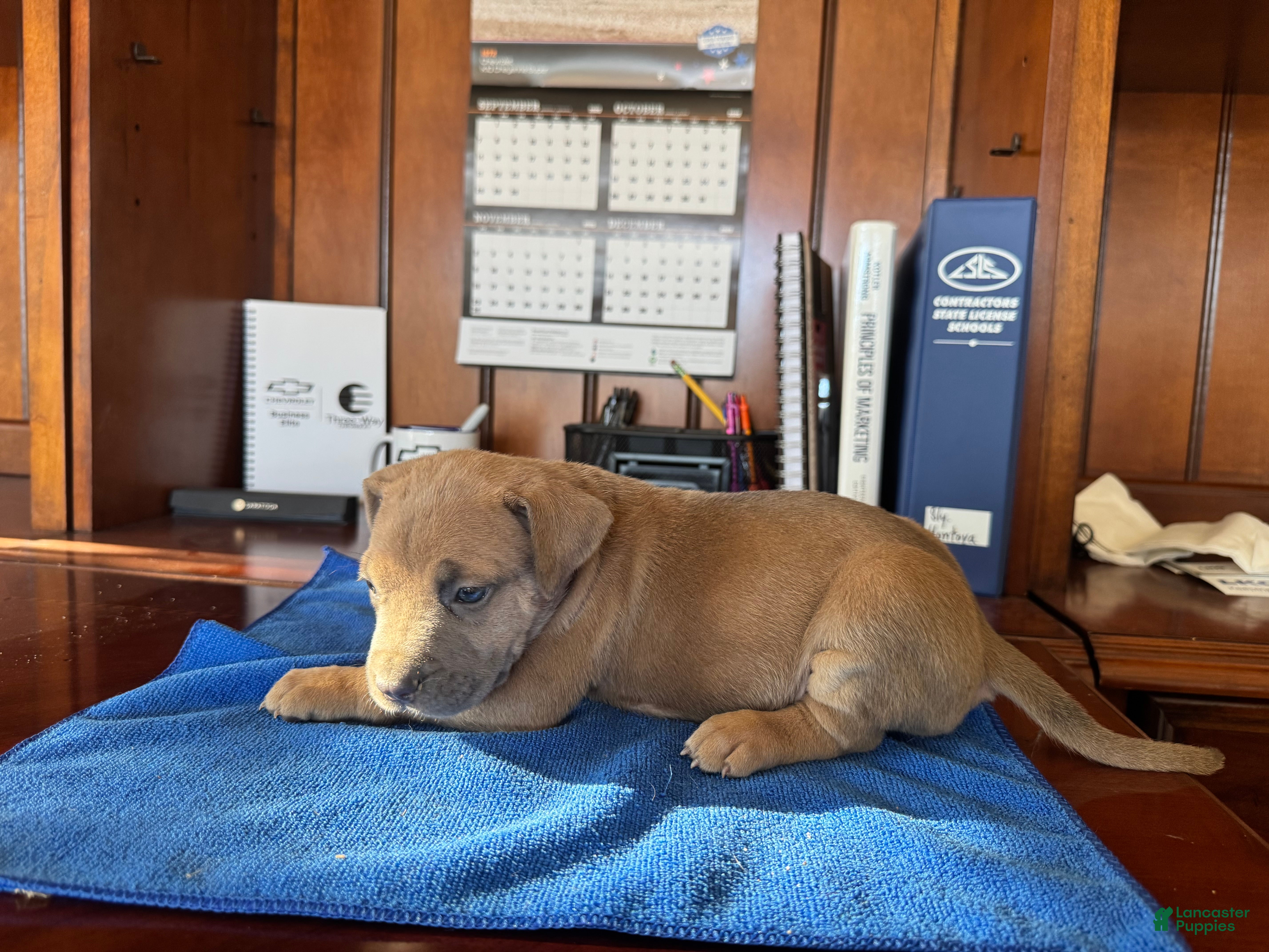 Mixed Breed dogs Mixed Breed 7 - Ad 2