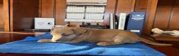 Mixed Breed dogs for sale: Mixed Breed 7 - Ad 2
