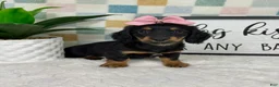 Miniature Dachshund dogs for sale: Daphne - Ad 4