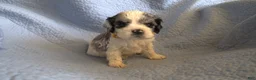Cocker Spaniel dogs for sale: Penny - Ad 5