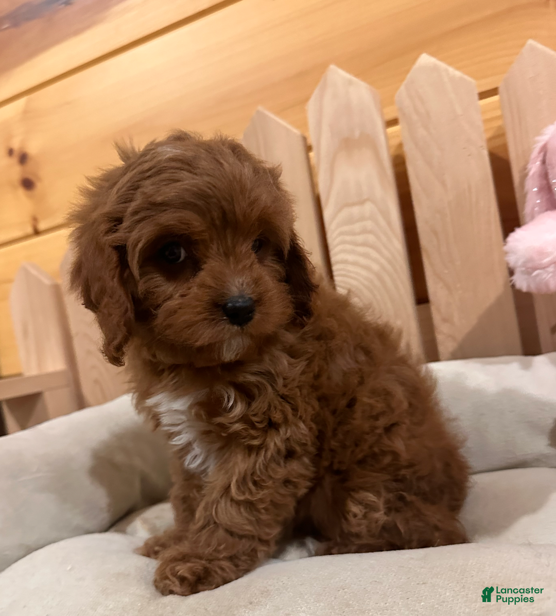 Cavapoo dogs for sale: Hazel- POTTY TRAINING NOW - Ad 2
