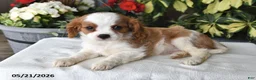 Cavalier King Charles Spaniel dogs for sale: Jan - Ad 4