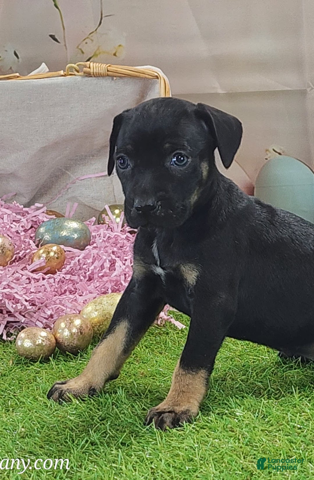 Catahoula Leopard Dog dogs for sale: Goldie 2025 F2 - Ad 1