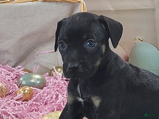 Catahoula Leopard Dog dogs Goldie 2025 F2 - Ad 15