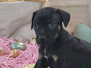 Catahoula Leopard Dog dogs Goldie 2025 F2 - Ad 1