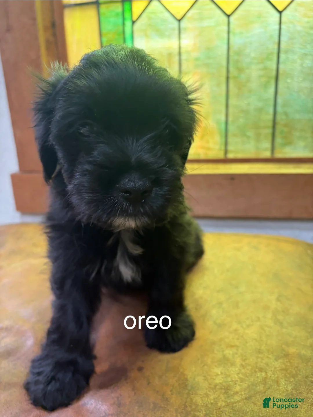 Mixed Breed dogs for sale: Oreo - Ad 1