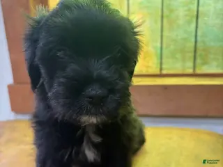 Mixed Breed dogs Oreo - Ad 33