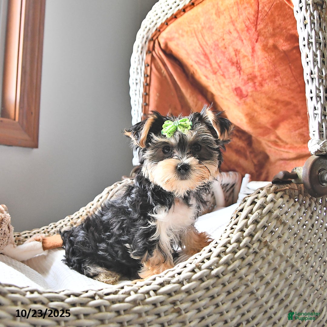 Morkie dogs for sale: Amber - Ad 7