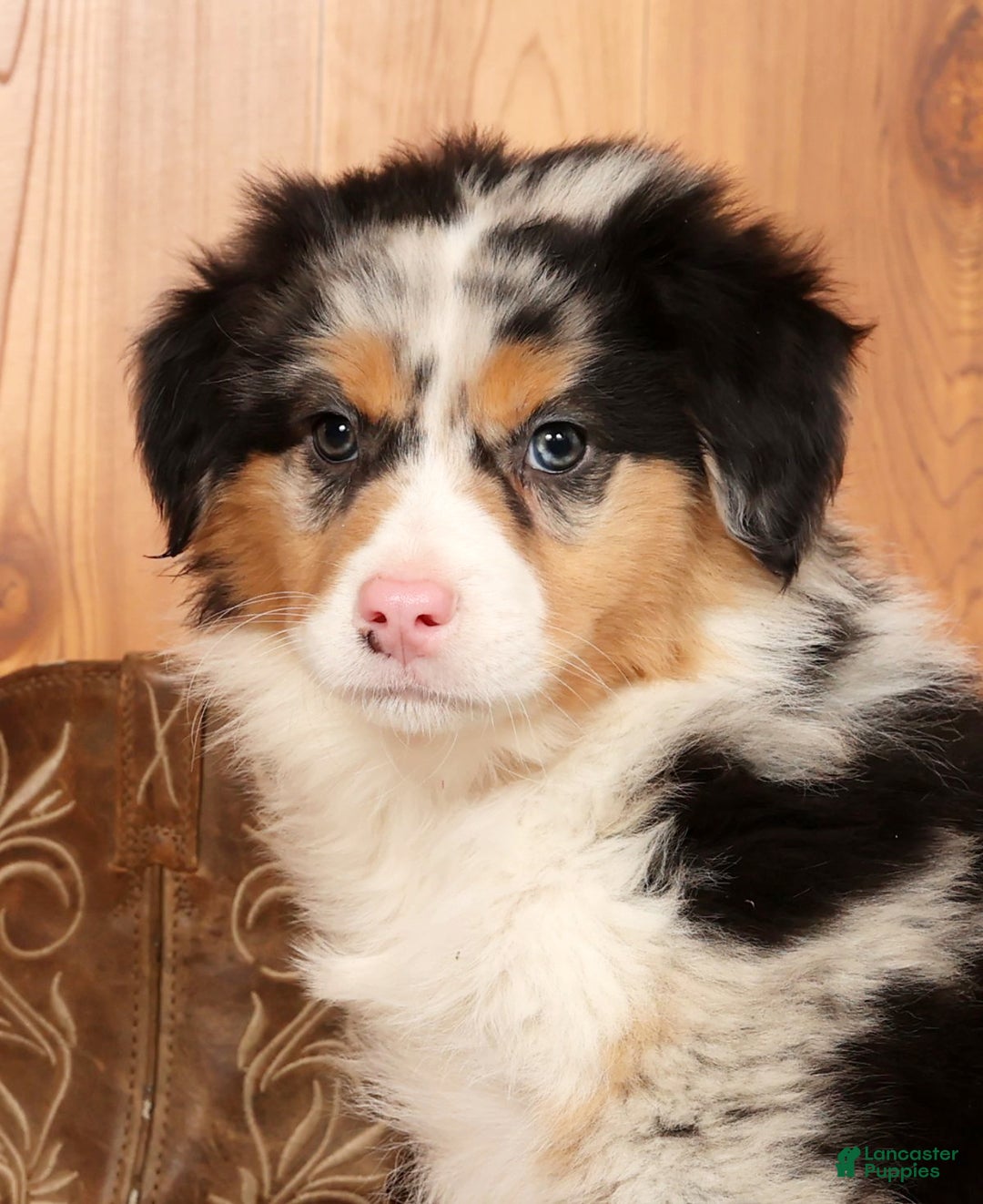 Australian Shepherd dogs for sale: Hunter - Ad 9