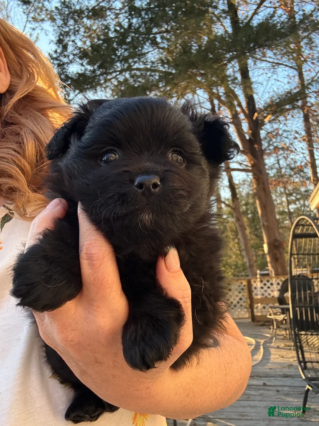 Pomeranian dogs for sale: Pomeranian Puppy 1 - Ad 2