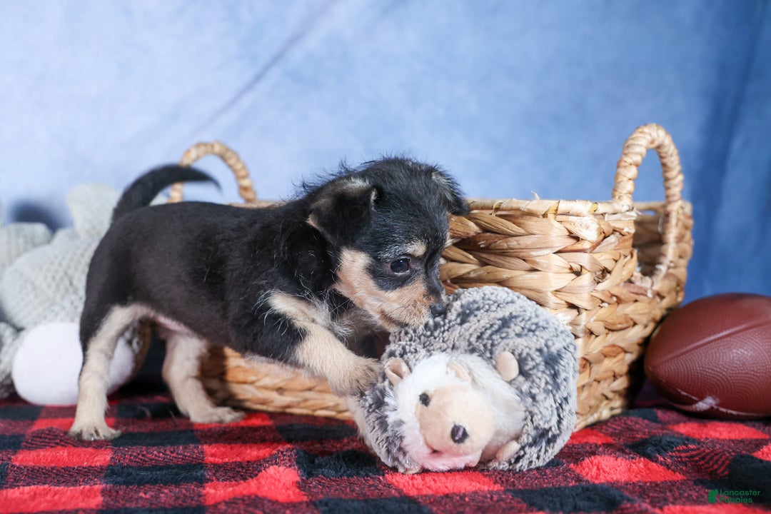 Chipoo dogs for sale: Kinsley - Ad 10