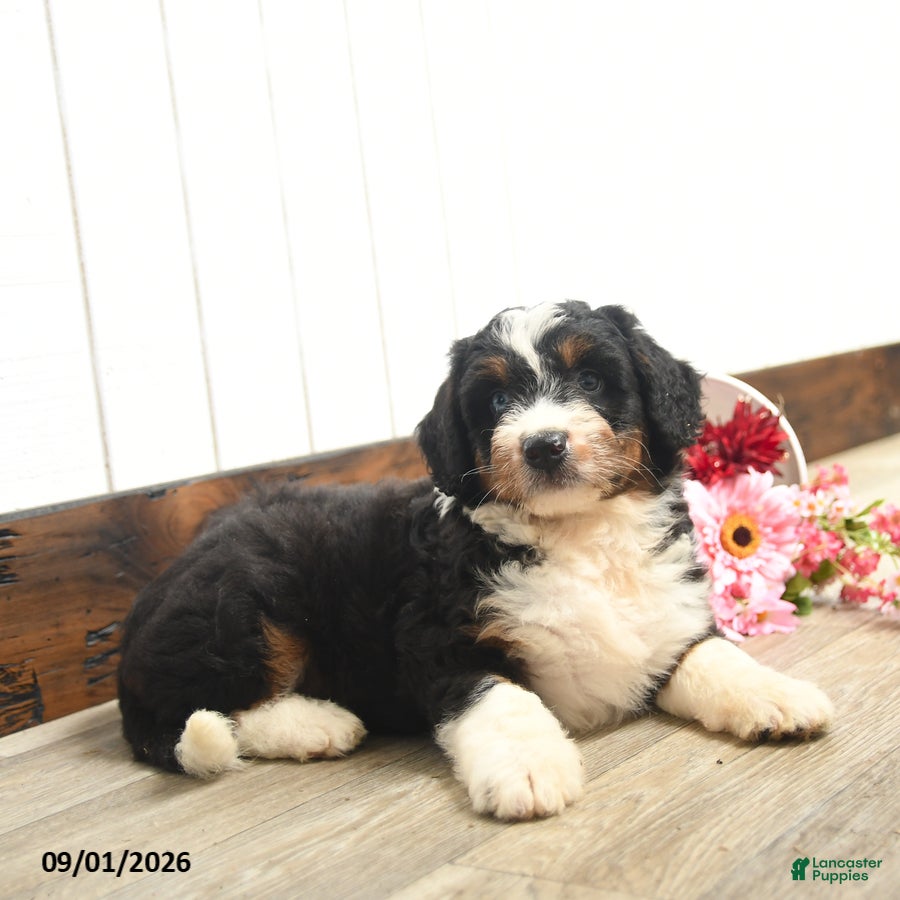 Aussiedoodle dogs Quest  - Ad 2